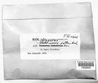Image of Physisporinus carneopallens